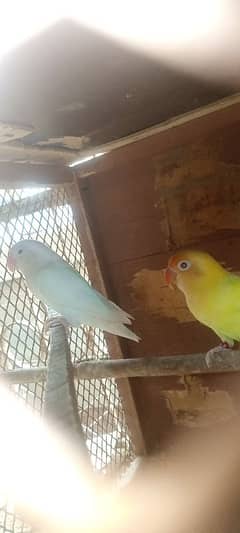 cermino deacino albino red black with cage