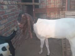 Bakra
