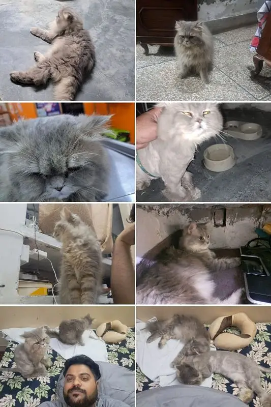Cats pair