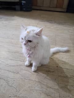 Persian cat