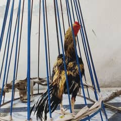 I