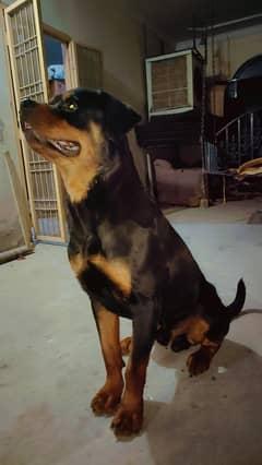 Rottweiler for sale
