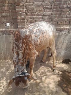 Qurbani