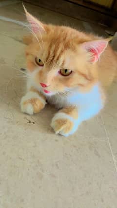 cat for sale