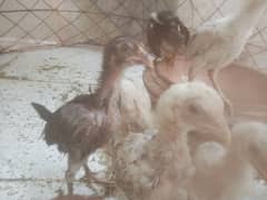 aseel chicks