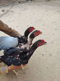 Aseal