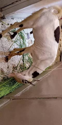 Bakra