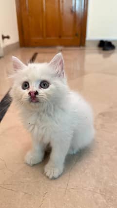 Persian kitten available for sale
