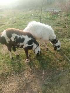 2 sheeps for sale