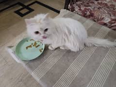 Persian