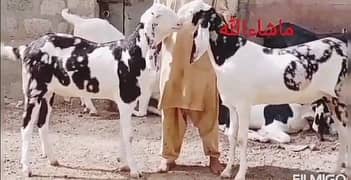 Bakra/ Desi Bakra/ 2 Dant Bakra/ Bakry/ Goat /Qurbani 2025