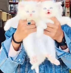 Persian hamalian british punch face piki face cat 03250387943