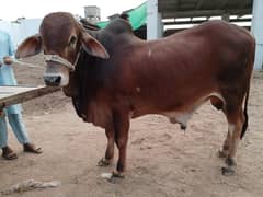 Bull