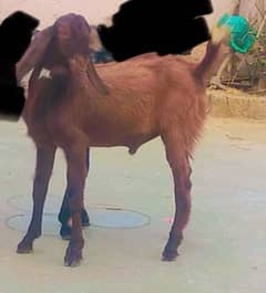 Dhonda Bakra for qurbani