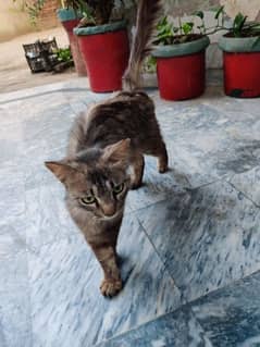 cat