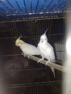 Cocktail Breder pair. Eno white Red ie Male Cream Female