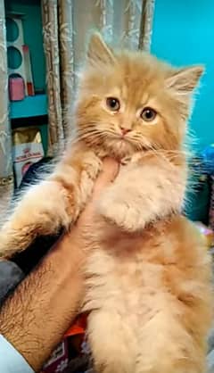 brown cat triple coated