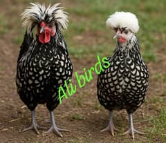 fancy chix پالش ھیوی بف اور بینٹم کے چوزے دستیاب