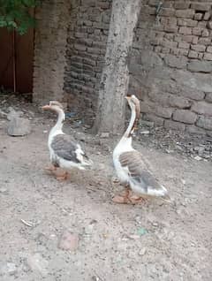 ducks pair/ ducks pair for sale
