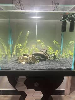Planted Aquarium on a cheap price