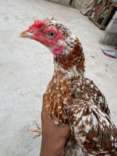 Aseel Mainwali