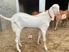 Bakra