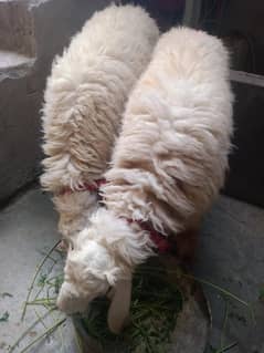 2 chatray