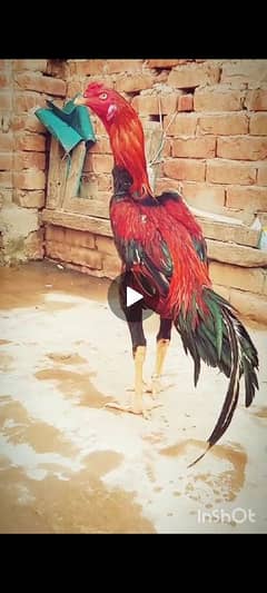 Peela jagiri band gaddi