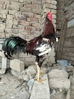 Mianwali Aseel murga+ Black mushka murgi