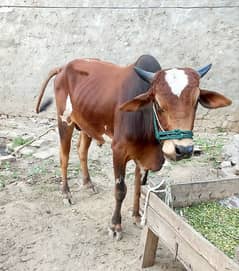 Bachra for sale