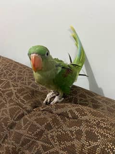 pahari