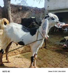 bakra for Qurbani discount available