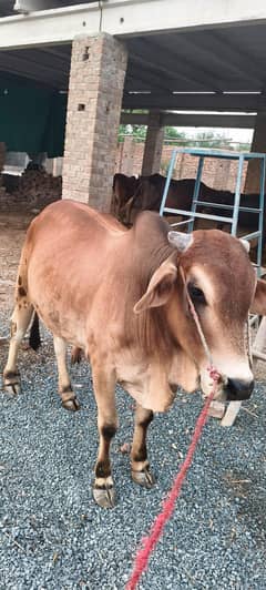 Bull