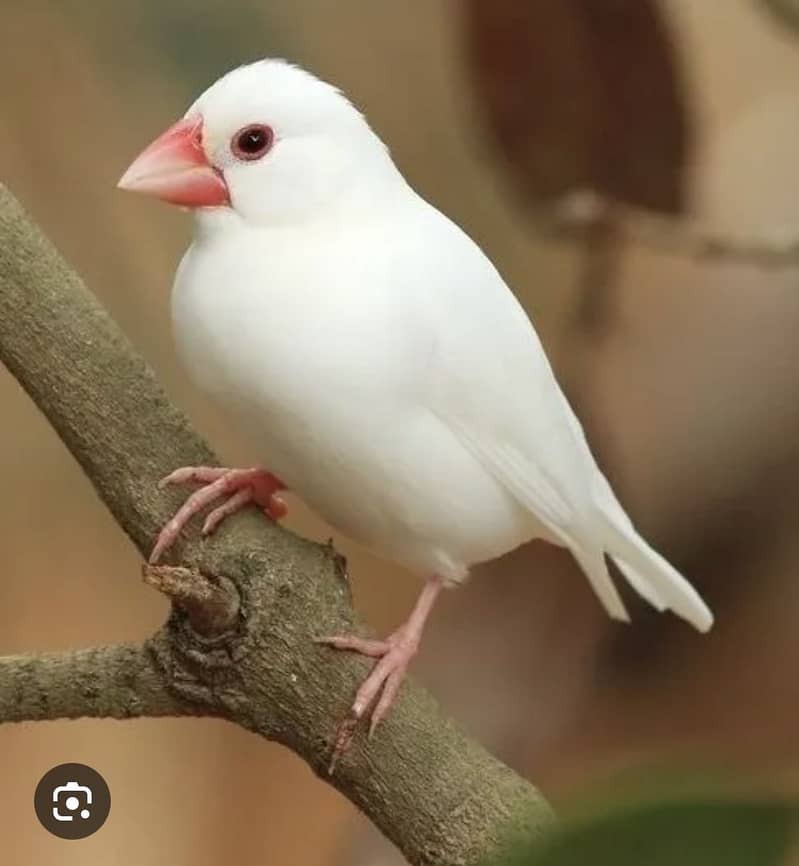 White java 1