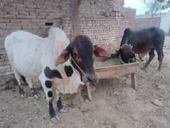 Cholistani