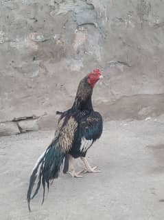 aseel