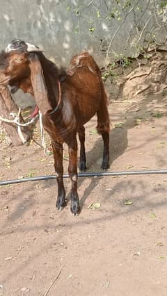 Bakra for sale qurbani