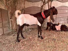 Donda bakra for sale