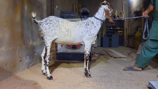 bakra joori for sell qurbani 2025