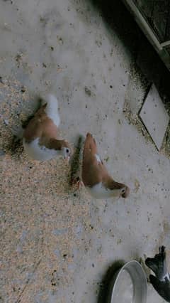 Sherazi Breeder Pair