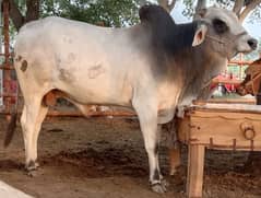 qurbani bull for sale. . in arifwala