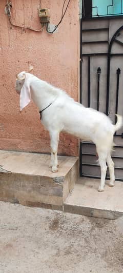 gulabi andu Bakra
