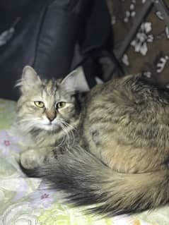 Persian
