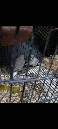 breeder