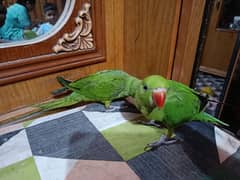 parrot