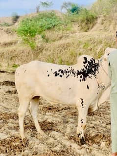 Qurbani ka  janwar WhatsApp 03105425700