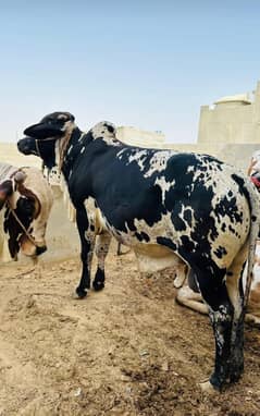 Cow | Qurbani Janwar | Bachra | Bachiya | 2025