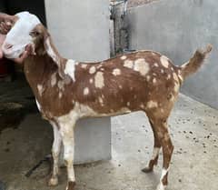 Khobsurat Rajanpuri Sheraprint Path For Sale
