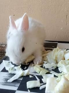 baby rabbits