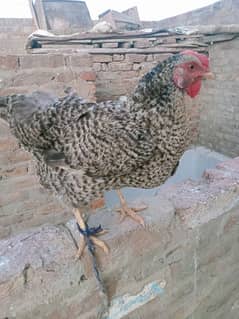 egg hen